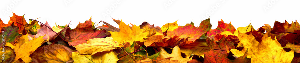 Bunte Blätter als Herbst Bordüre, isoliert auf reinem Weiß - obrazy, fototapety, plakaty 