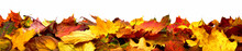 Bunte Blätter Als Herbst Bordüre, Isoliert Auf Reinem Weiß