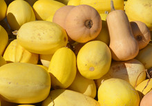 Freshly Picked Colorful Squash On Display At The Farmers Market 