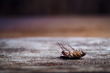 Cockroach On Wooden Floor