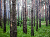 Fototapeta  - Green coniferous forest in the foggy weather