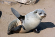 Young seal at cape cross namibia