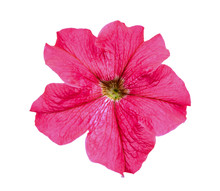 Red Petunia Flower Isolated On White