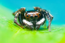 Adanson's House Jumper Jumping Spider (Hasarius Adansoni) On A Leaf