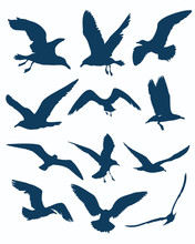 Vector Seagull Silhouettes