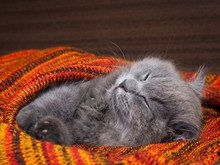 Cute Gray Cat Sleeping Wonderful In The Bright Red Blanket