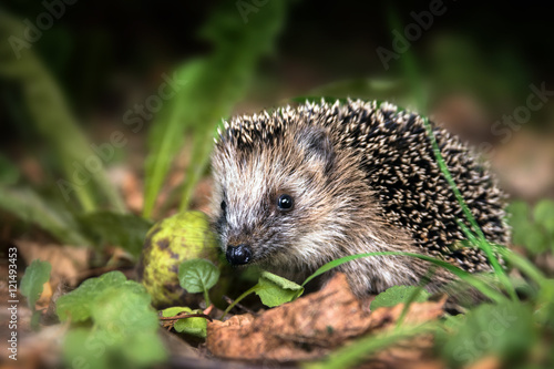 Fotomural little young hedgehog (Erinaceus europaeus) in autumn forest looking for food