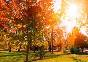 Wall Mural - Colorful autumn trees