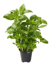 Wall Mural - basil in pot