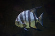 Atlantic spadefish (Chaetodipterus faber).