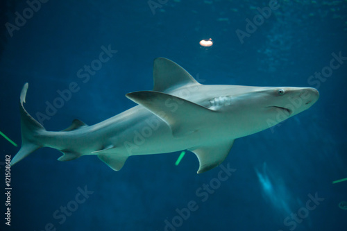 Plakat Rekin sandbar (Carcharhinus plumbeus).