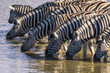 Zebras catch an afternoon drink