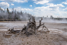 Dead Trees Of The Yellowstone