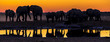 Elephants at a water hole, at dusk