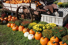 Pumpkins, Chrysanthemum And Old Wagon In The Farm In Autumn