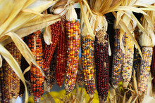 Colorful Indian Corn