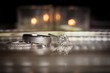 Wedding rings stacked on beautiful background