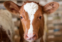Red Baby Cow Calf Head At Farm
