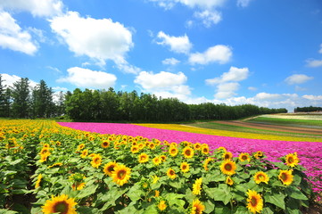 Canvas Print - Flower Fields in Countryside of Hokkaido, Japan