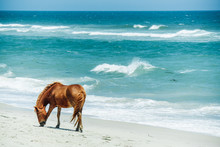 Single Wild Pony On The Beach