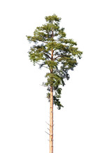 European Pine Tree Isolated On White