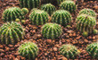 © siwarit01 - cactus in desert, cactus on rock, cactus Nature green background or wallpaper, domestic cactus closeup. cactus tree