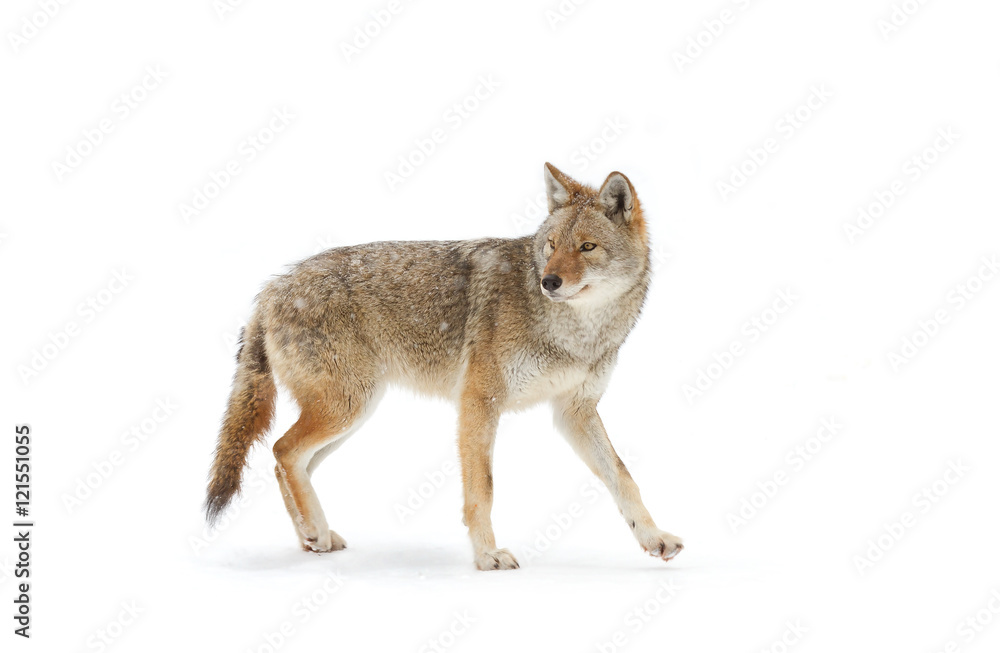 A lone coyote Canis latrans isolated on white background walking and hunting in the winter snow in Canada - obrazy, fototapety, plakaty 