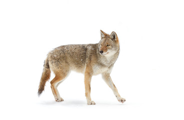 a lone coyote canis latrans isolated on white background walking and hunting in the winter snow in c