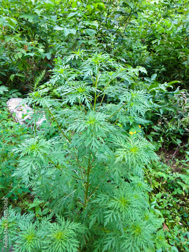 Ragweed, ambrosia plant (artemisiifolia) Tableau sur Toile