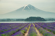 Mt.fuji and purple color of lavender at lake Kawaguchiko in Japan.