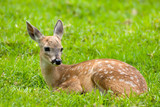 Bambi