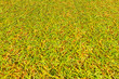grass texture Golf Course for design pattern and background.