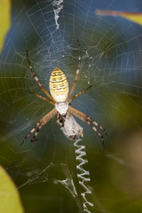 Spider Argiope Bruennichi on the web