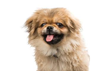 Sticker - Pekingese