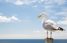 Seagull Over Sea And Blue Sky