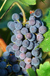 Ugly organically grown purple wine grape