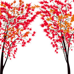Wall Mural - Card with autumn maple tree. Red maples. Japanese red maple.