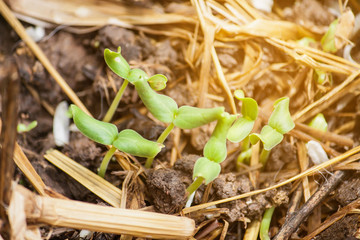 Green sprout growing from seed