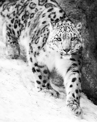 Wall Mural - Snow Leopard on the Prowl VII