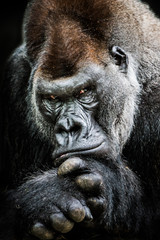 western lowland gorilla ii