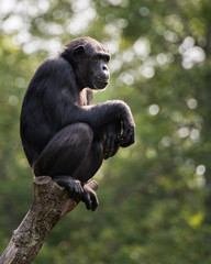 Chimpanzee XVIII