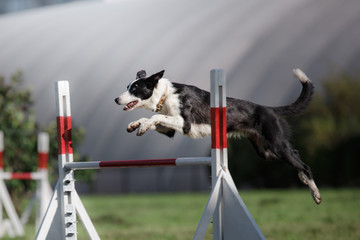 dog hurdling over a jump at an agility event