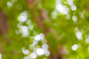 green blur bokeh abstract light