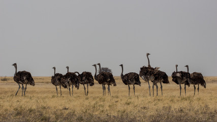  Ostriches
