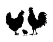 silhouette chicken family
