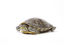 Tortoise On White Background Free Stock Photo - Public Domain Pictures