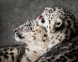 Snow Leopard Pair II