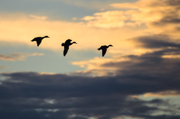 Canvas Print - Silhouettes of Three Dusks Flying in the Dusky Sky at Sunset