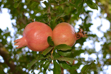 Pomegranate