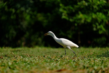 egret